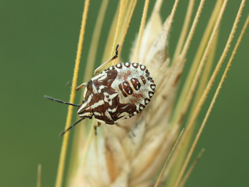 Ninfa di cimice (Carpocoris mediterraneus?)